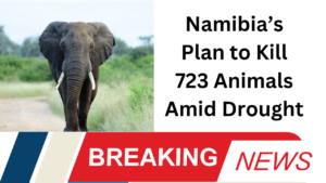 Namibia’s Plan to Kill 723 Animals Amid Drought