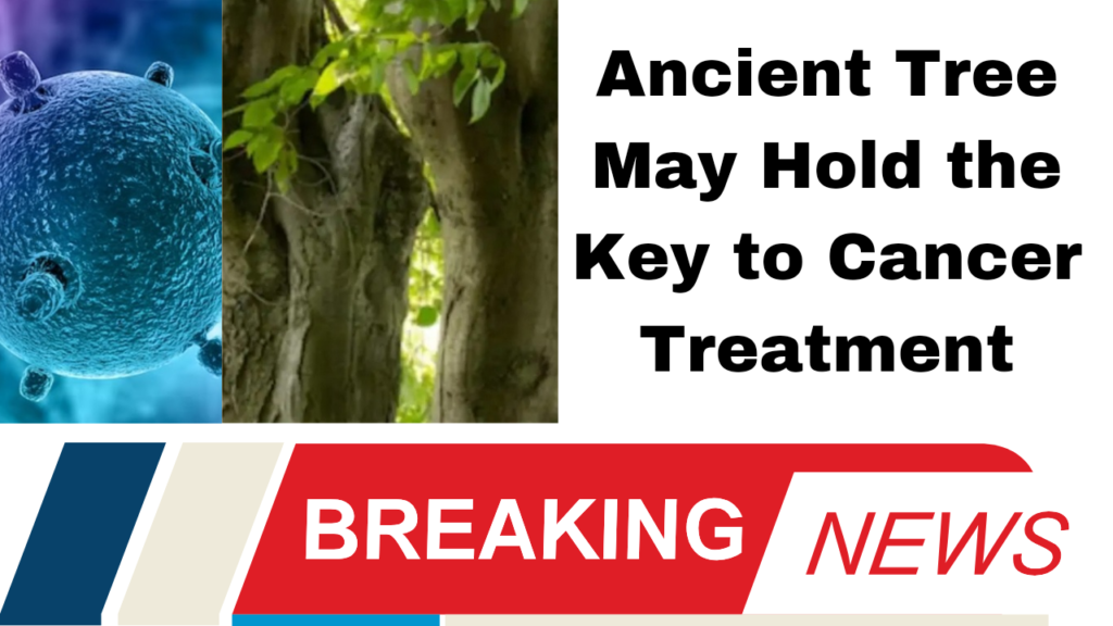 Ancient Tree May Hold the Key to Cancer Treatment