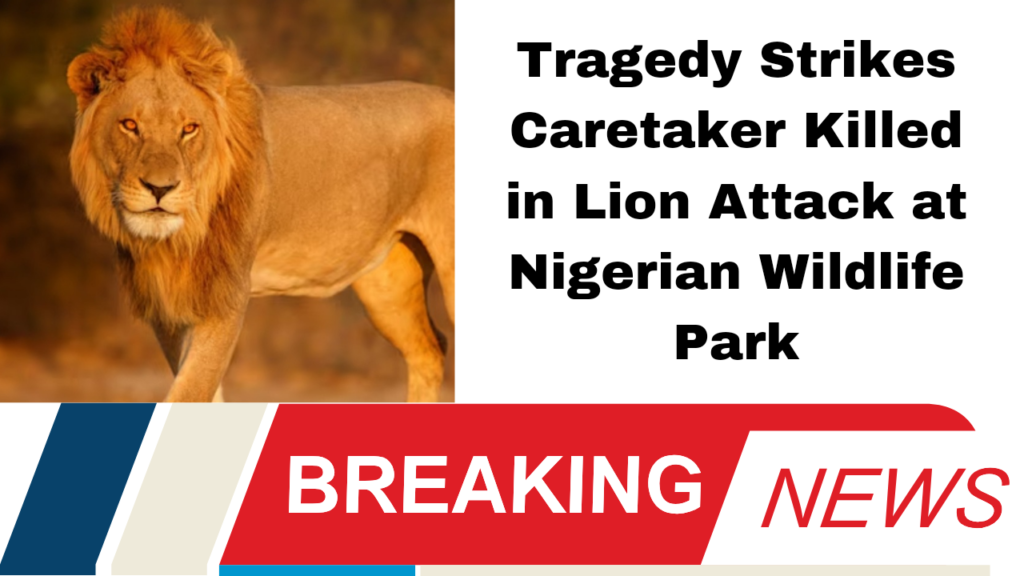 Tragedy Strikes Caretaker Killed in Lion Attack at Nigerian Wildlife Park